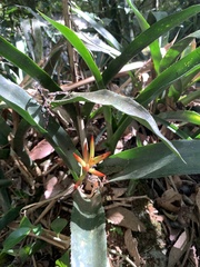 Quesnelia liboniana