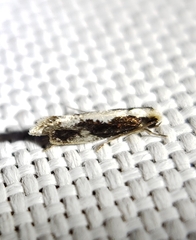 Monopis dorsistrigella