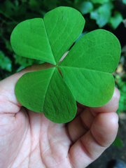 Oxalis oregana