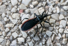 Ectrychotes andreae