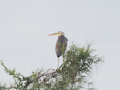 Ardea purpurea