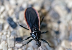 Ectrychotes andreae