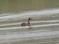 Tachybaptus ruficollis