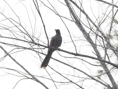 Eudynamys scolopaceus