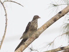 Eudynamys scolopaceus