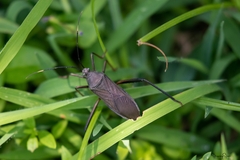 Notobitus