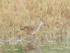 Poliolimnas cinereus