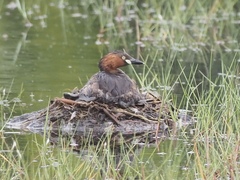 Tachybaptus ruficollis
