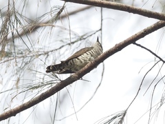 Chrysococcyx minutillus