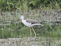 Himantopus himantopus