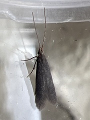 Coleophora spinella