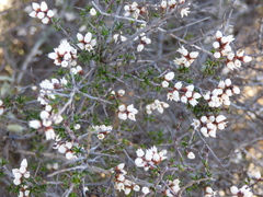 Cryptandra propinqua