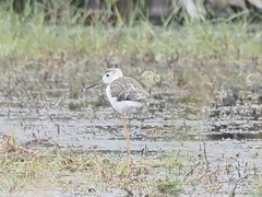 Himantopus himantopus