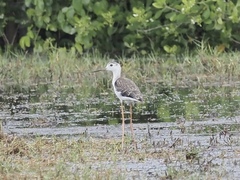 Himantopus himantopus