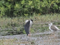 Himantopus himantopus