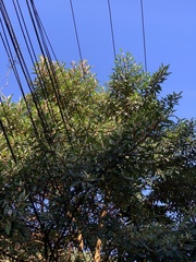 Tibouchina