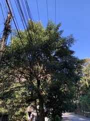 Tibouchina