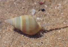 Nassarius dorsatus
