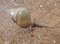 Nassarius dorsatus