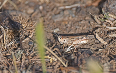 Dociostaurus maroccanus