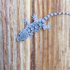 Tarentola mauritanica