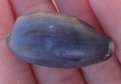 Erronea cylindrica