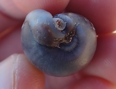 Erronea cylindrica