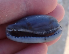 Erronea cylindrica