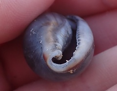 Erronea cylindrica