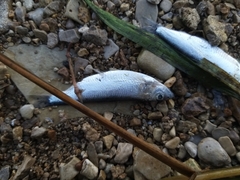 Clupeonella cultriventris