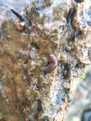 Erpobdella octoculata