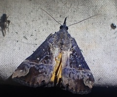 Dichromia quinqualis