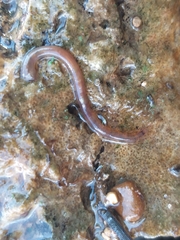 Erpobdella octoculata