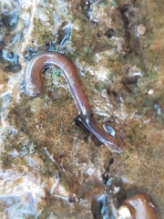 Erpobdella octoculata