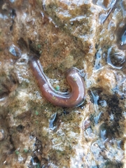 Erpobdella octoculata