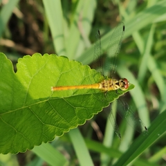Sympetrum kunckeli