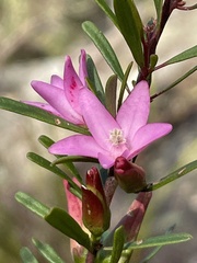 Crowea exalata