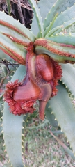 Aceria aloinis