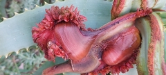 Aceria aloinis