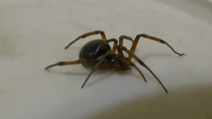 Steatoda paykulliana