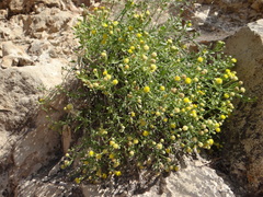 Perityle congesta