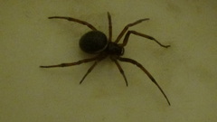 Steatoda paykulliana