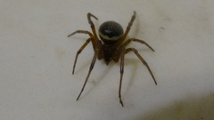 Steatoda paykulliana