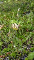 Pedicularis capitata
