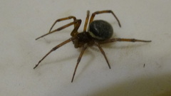 Steatoda paykulliana