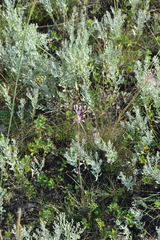 Allium praescissum