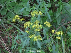 Patrinia scabiosifolia