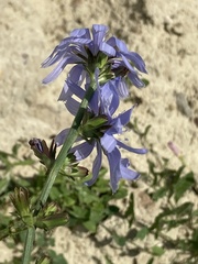 Cichorium intybus