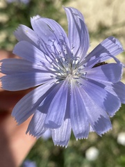 Cichorium intybus