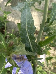 Cichorium intybus